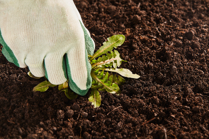 5 Nontoxic Ways to Kill Weeds, Plus a Bonus